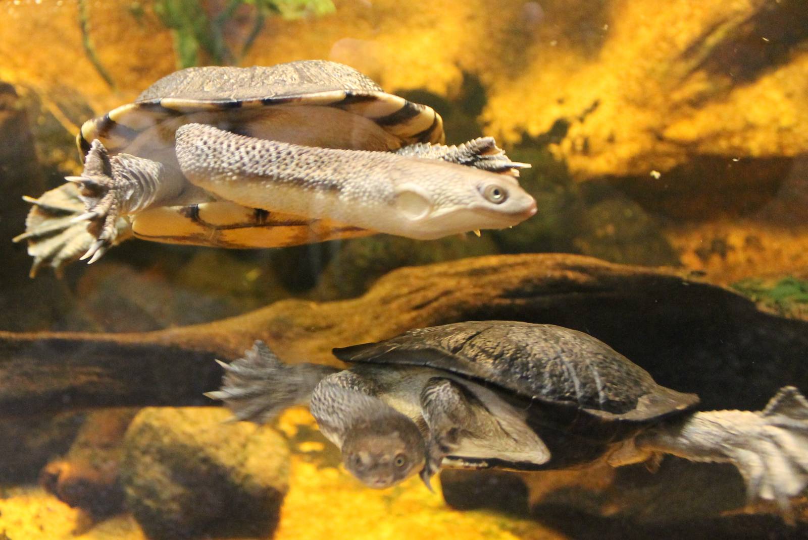 Common snake-necked turtles