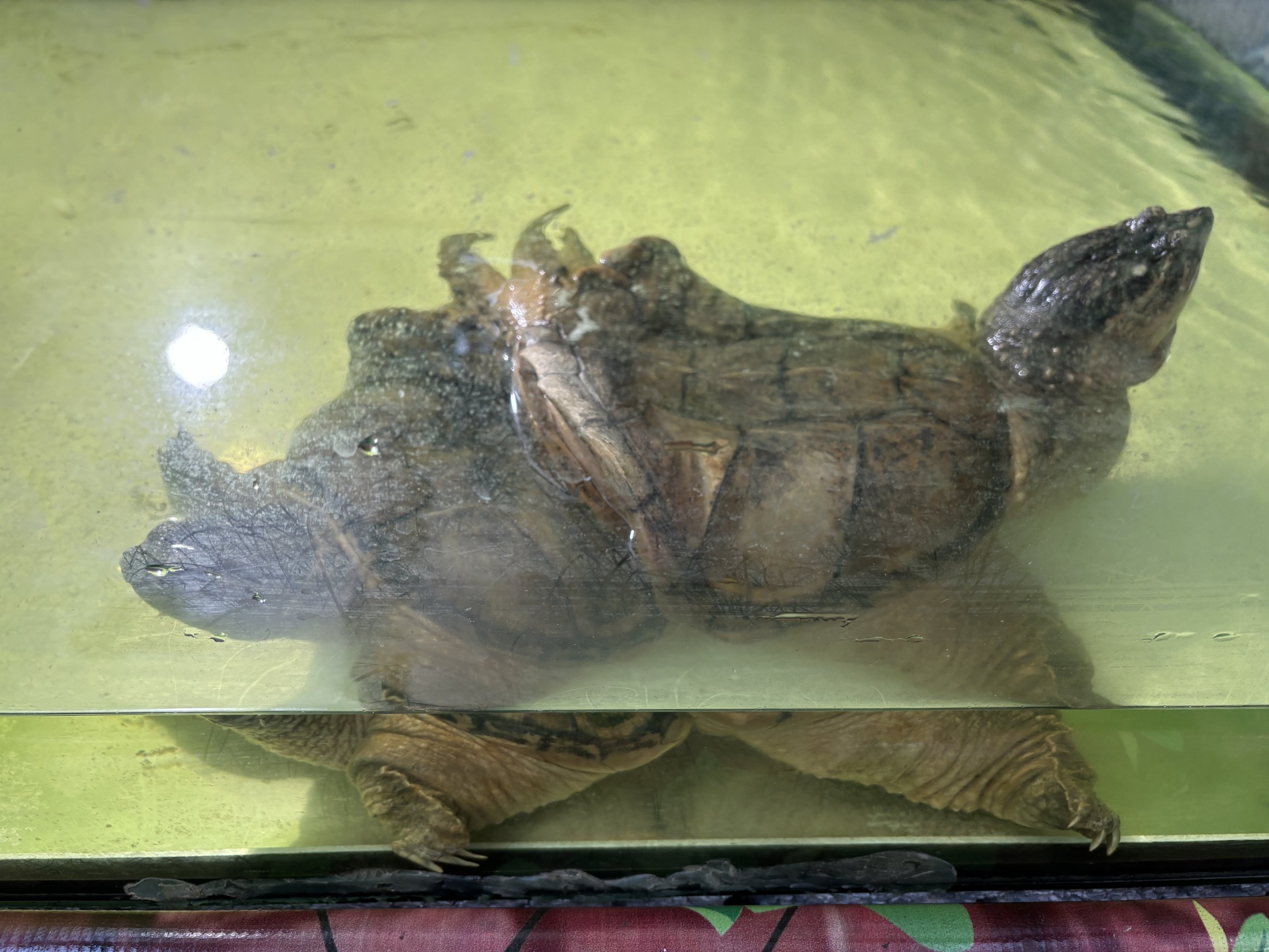 Common Snapping Turtle - 2 heads