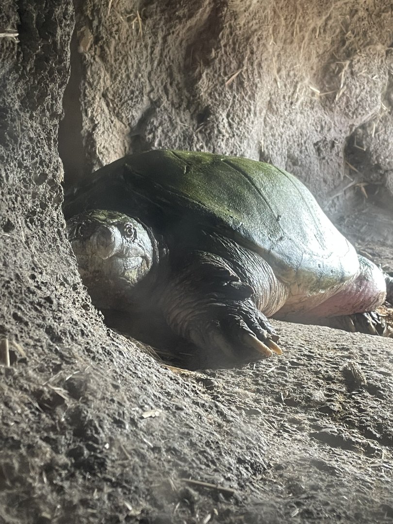 Common Snapping Turtle (4/23/2022)