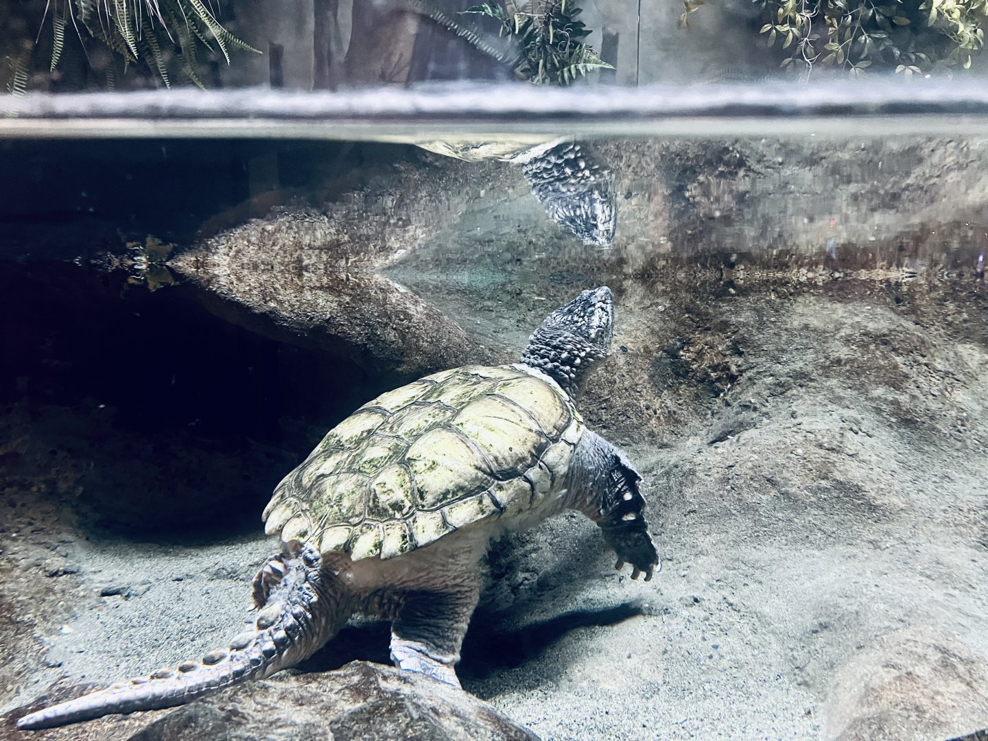 Common Snapping Turtle - Anchorage Museum Discovery Zone