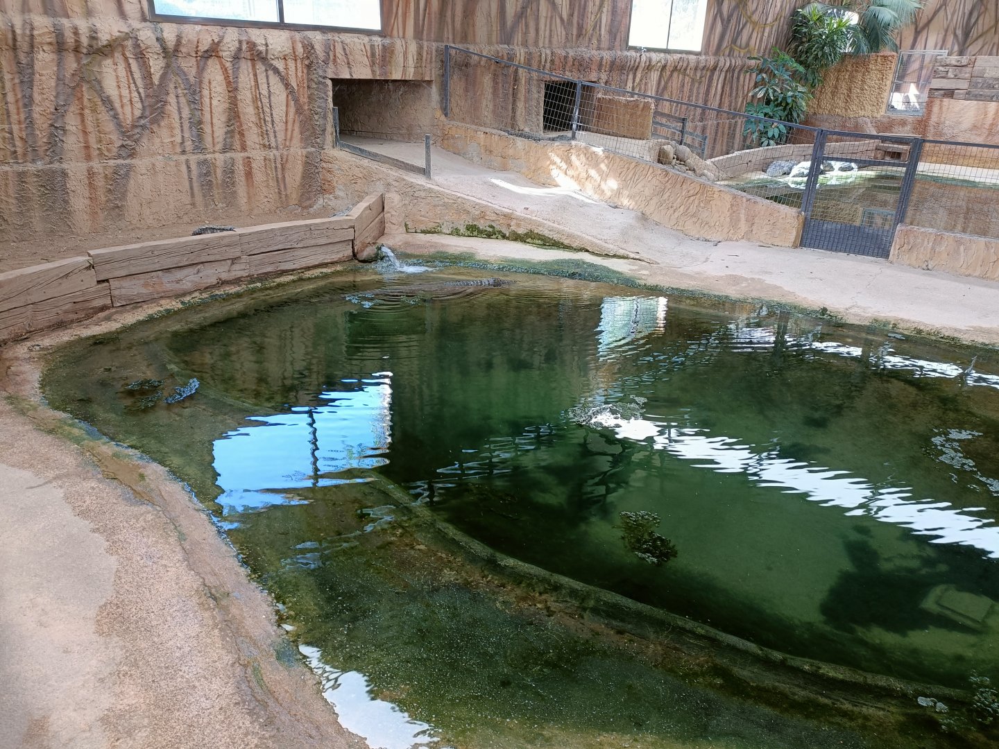 Common snapping turtle and nile crocodile exhibit - Crocodile park Torremolinos
