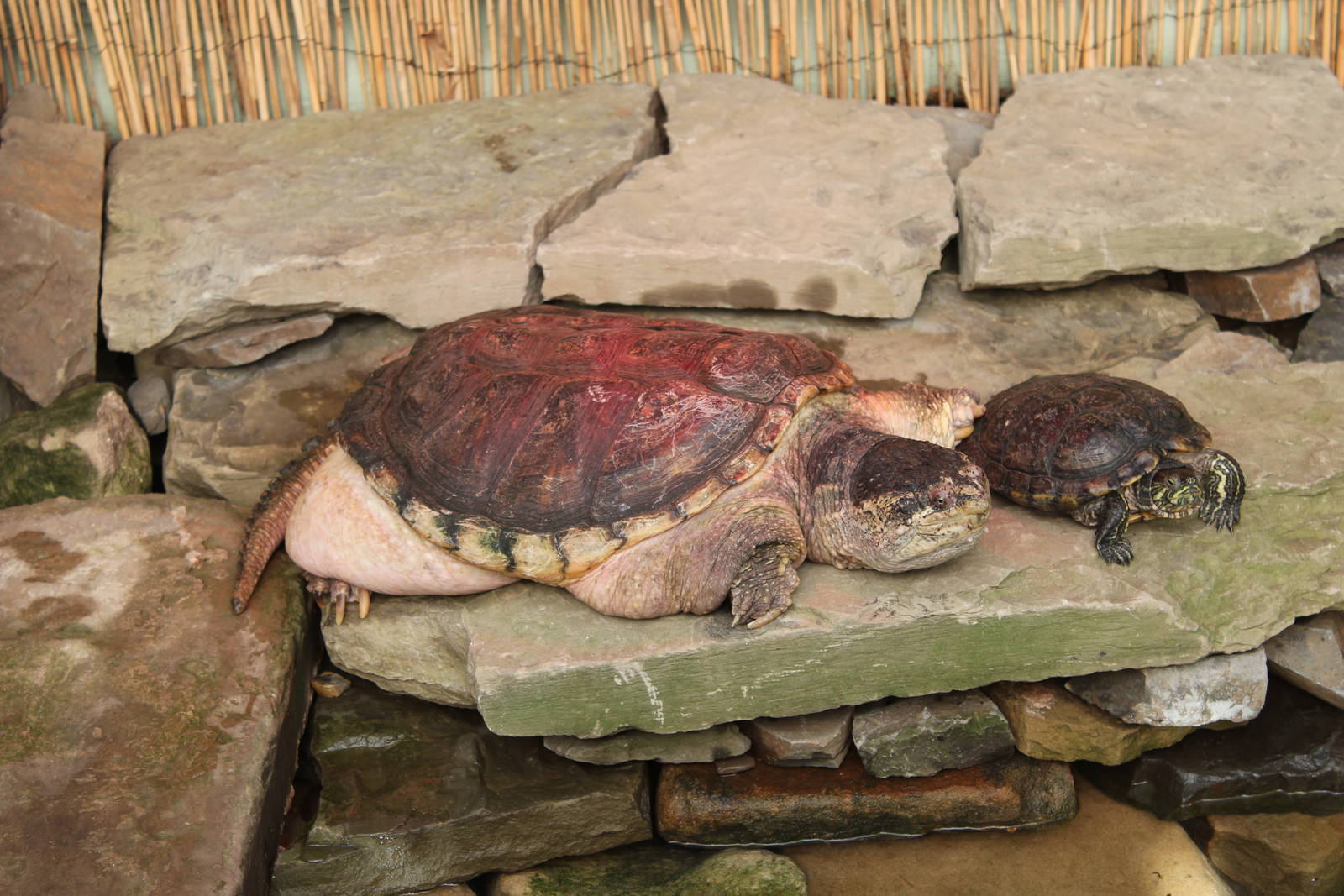 Common snapping turtle and red-eared slider