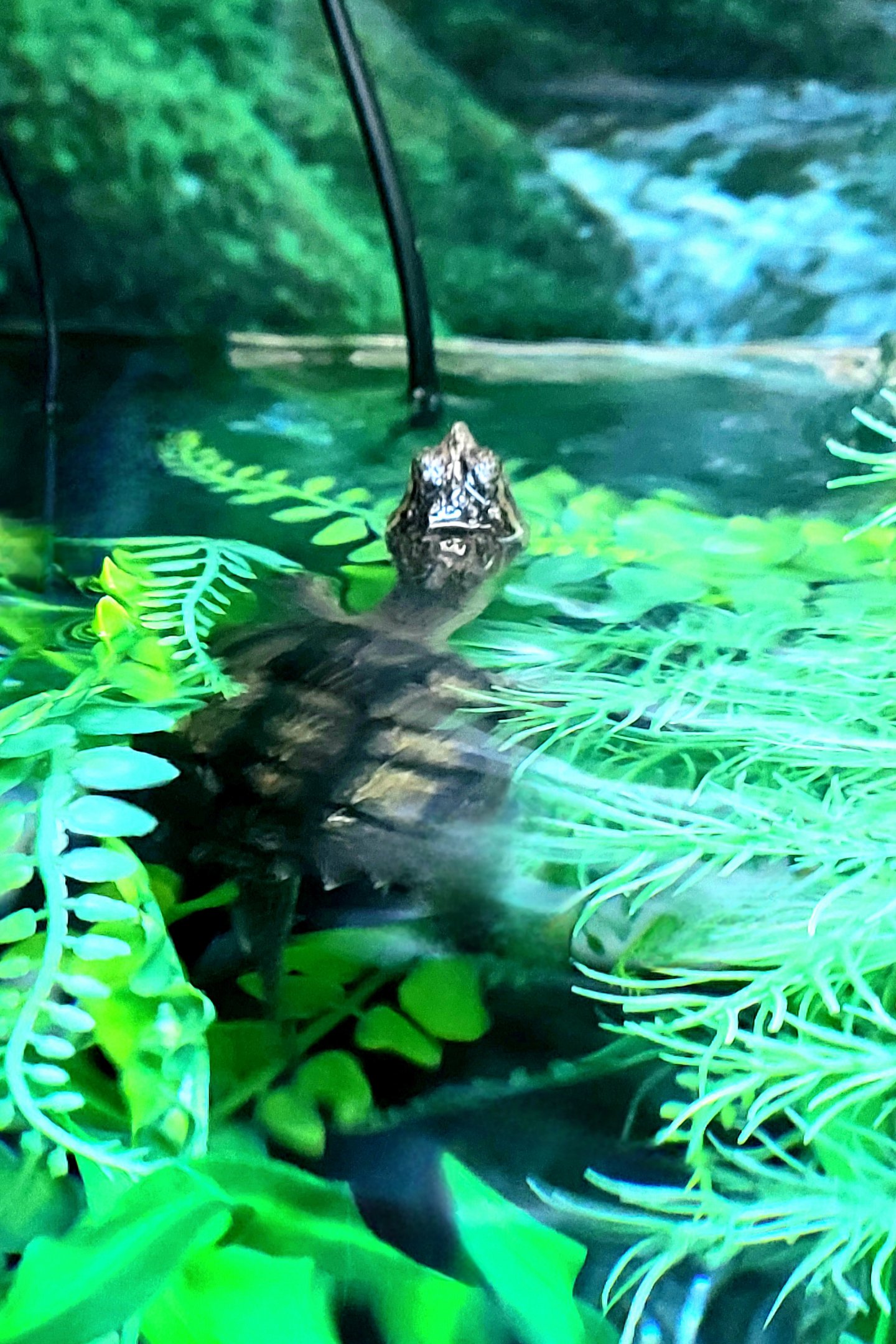 Common Snapping Turtle-April 2025