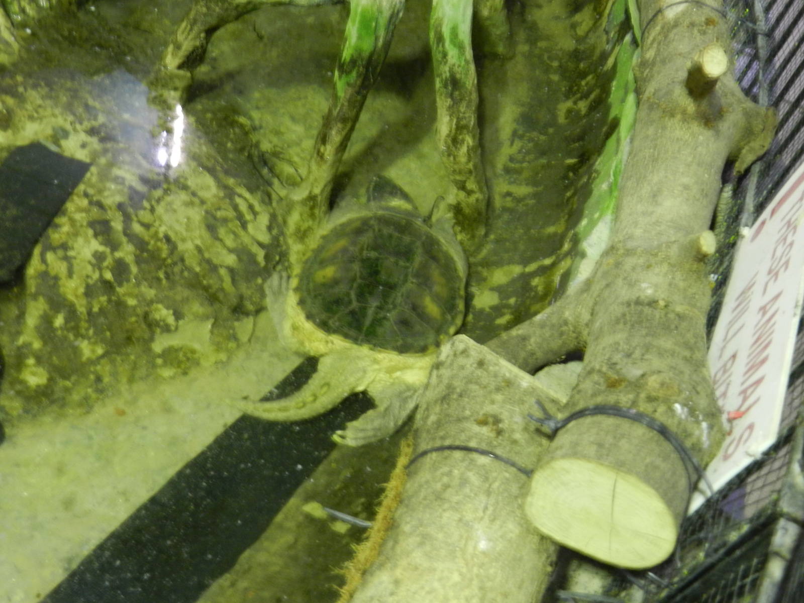 Common Snapping Turtle at Flamingo Land - 14/10/2012