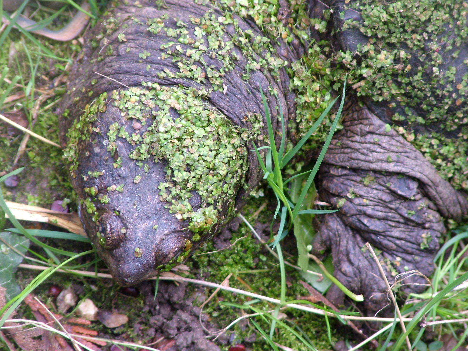 Common Snapping Turtle at Linton 05/04/10