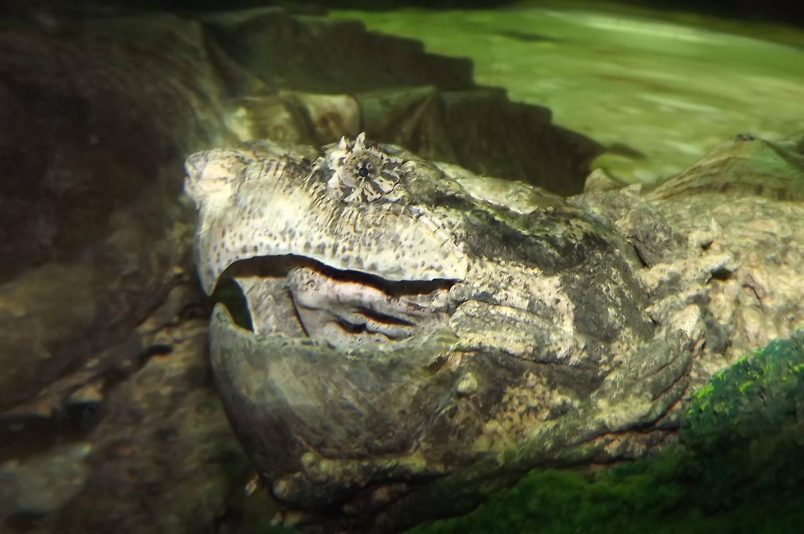 Common Snapping Turtle at SEA LIFE Blackpool 30/06/12