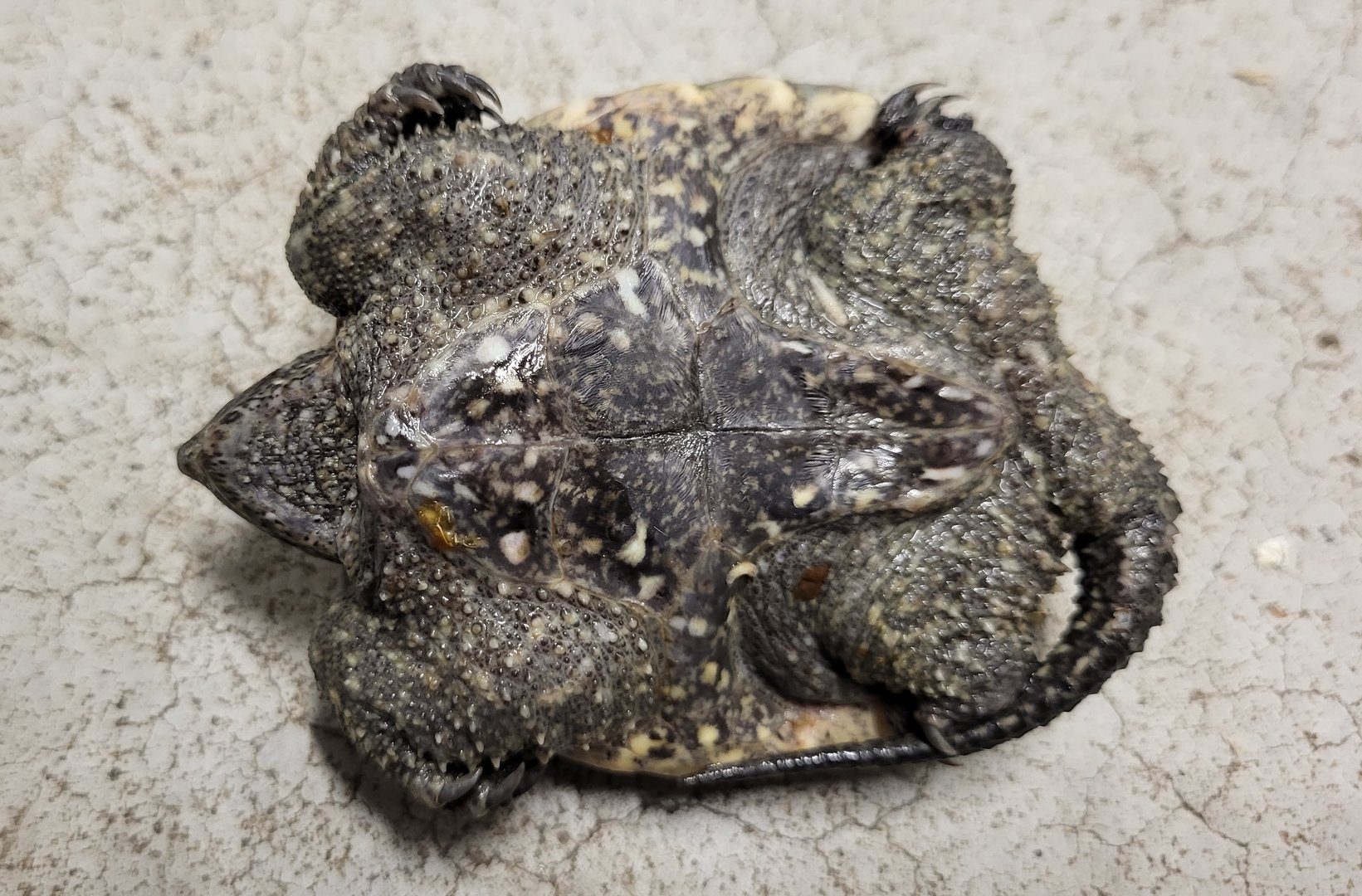 Common snapping turtle - belly-side