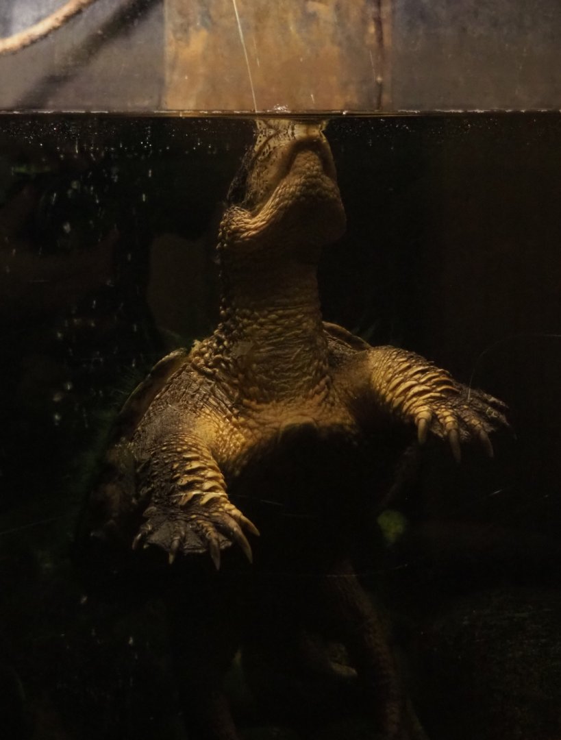 Common snapping turtle (Chelydra serpentina), 2020-09-02