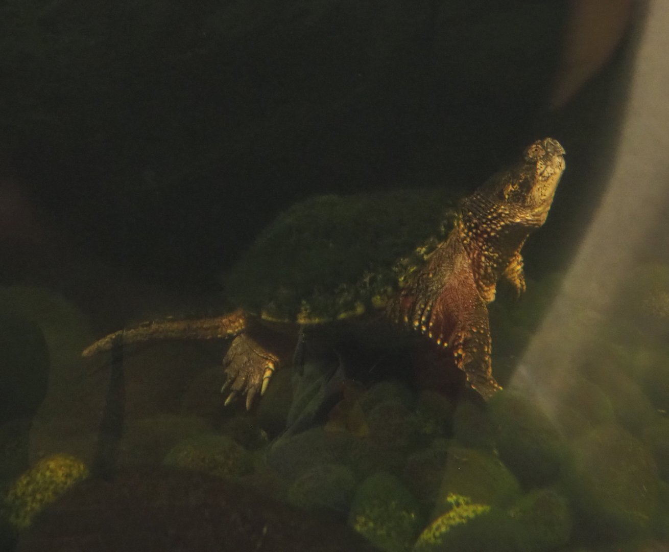 Common snapping turtle (Chelydra serpentina), 2021-09-03