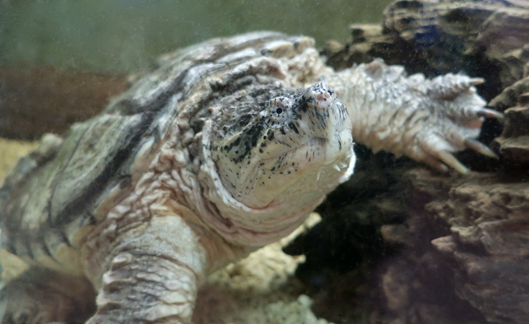 Common Snapping Turtle (Chelydra serpentina) - Cold Spring Harbor Fish Hatchery & Aquarium