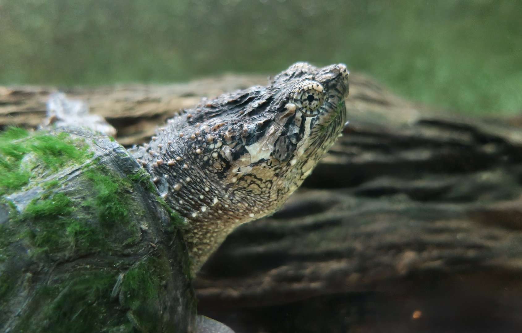 Common Snapping Turtle (Chelydra serpentina) - Cold Spring Harbor Fish Hatchery & Aquarium