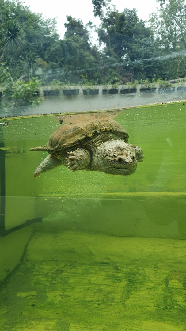 Common Snapping Turtle (Chelydra serpentina) - Museum Komodo