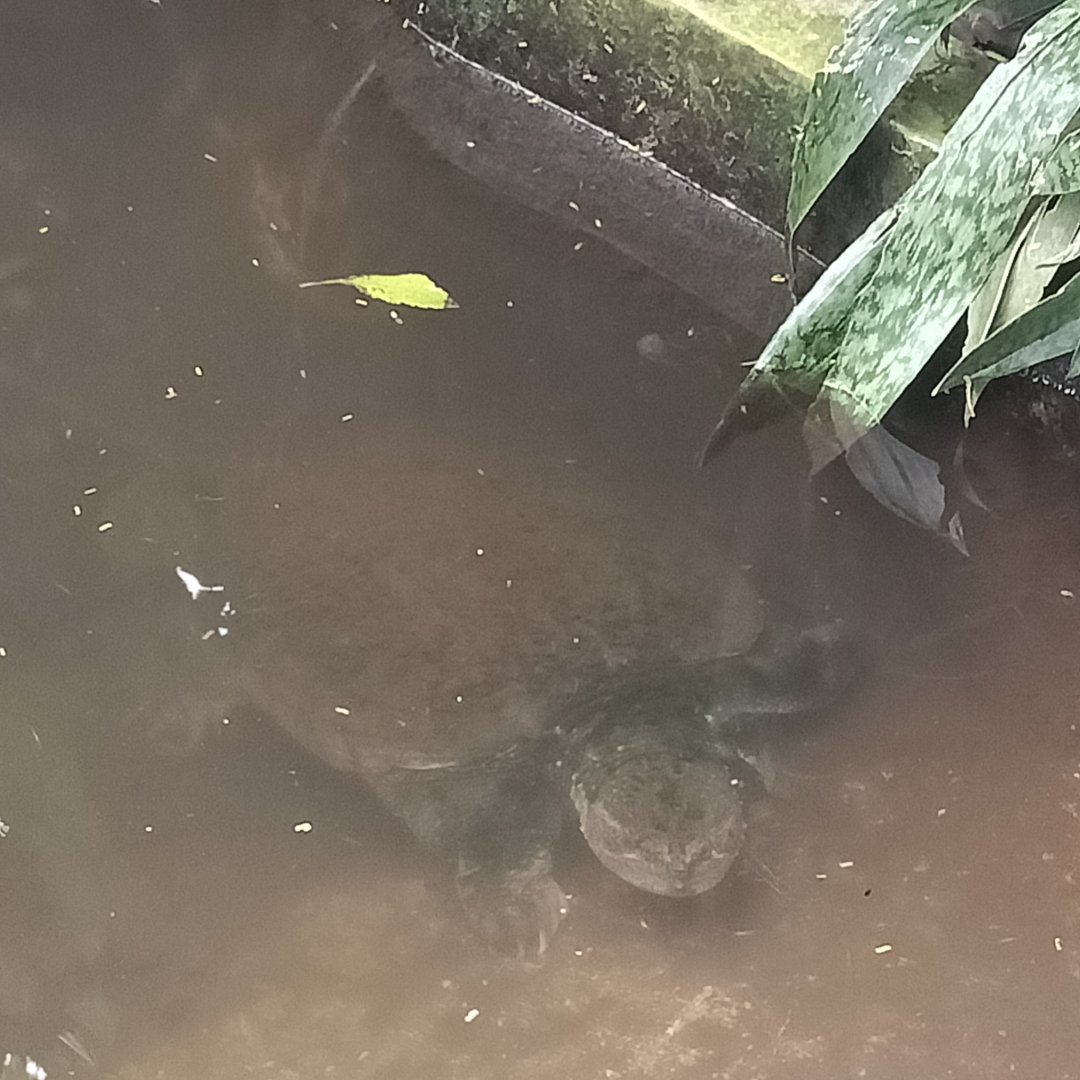 Common Snapping Turtle (Chelydra serpentina) - Sato Loka Resto & Conservation Park