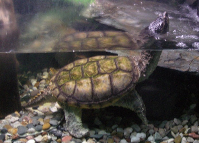 Common Snapping Turtle (Chelydra serpentina)