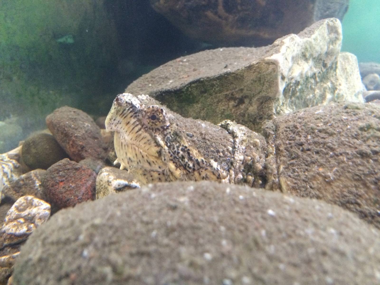 Common Snapping Turtle (Chelydra serpentina)