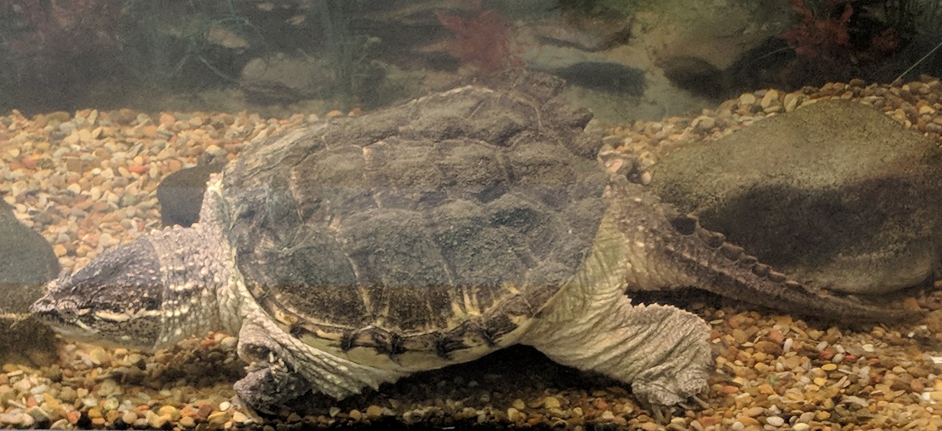 Common snapping turtle (Chelydra serpentina)