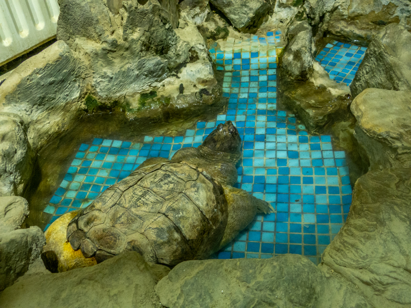 Common snapping turtle (Chelydra serpentina)
