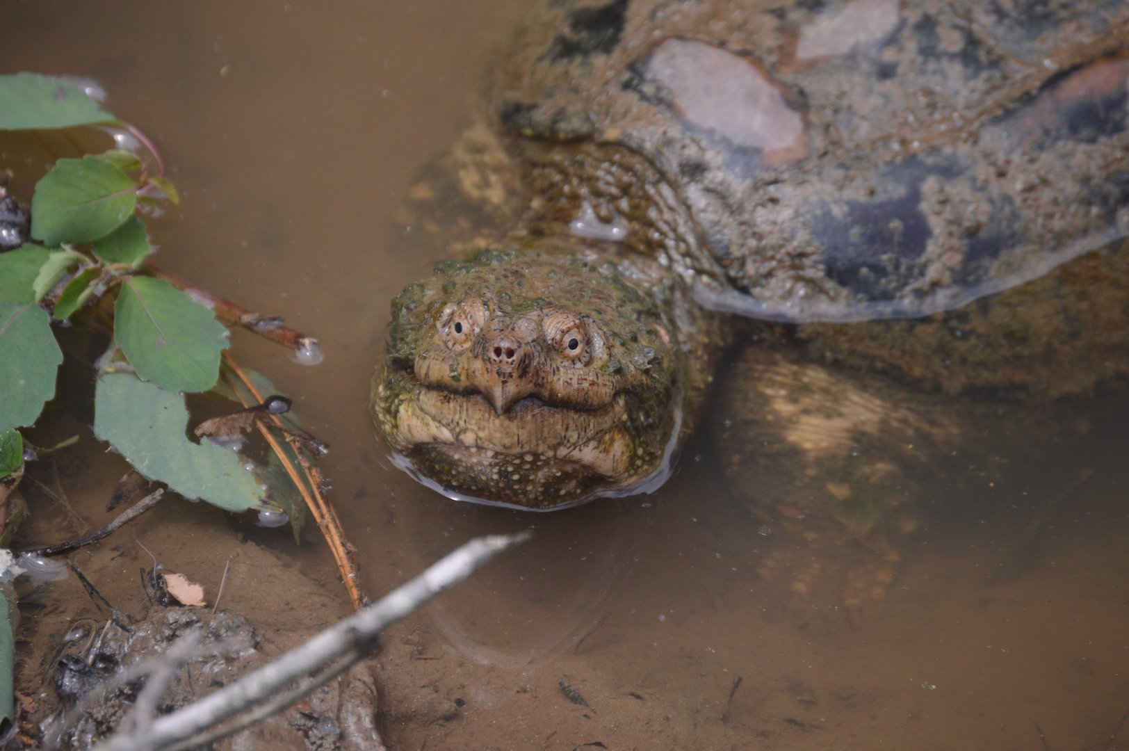 Common Snapping Turtle (Chelydra serpentina)