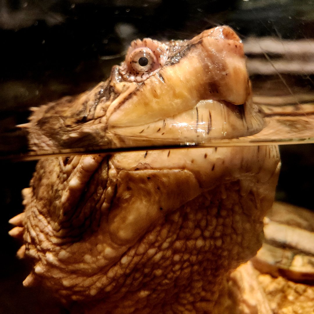Common Snapping Turtle (Chelydra serpentina)