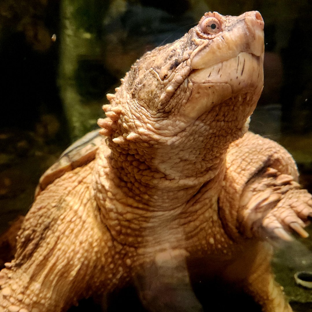 Common Snapping Turtle (Chelydra serpentina)