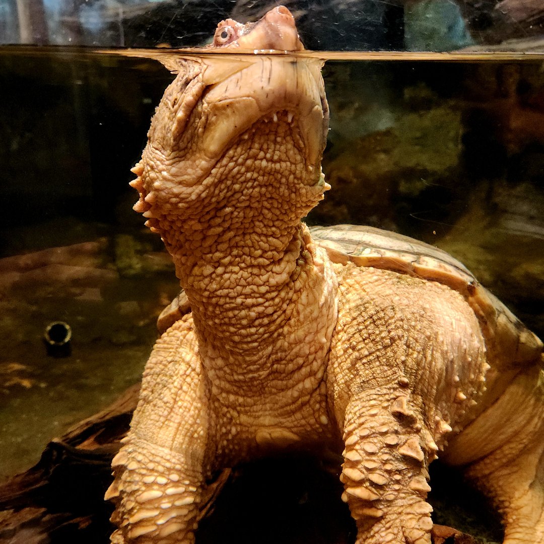 Common Snapping Turtle (Chelydra serpentina)