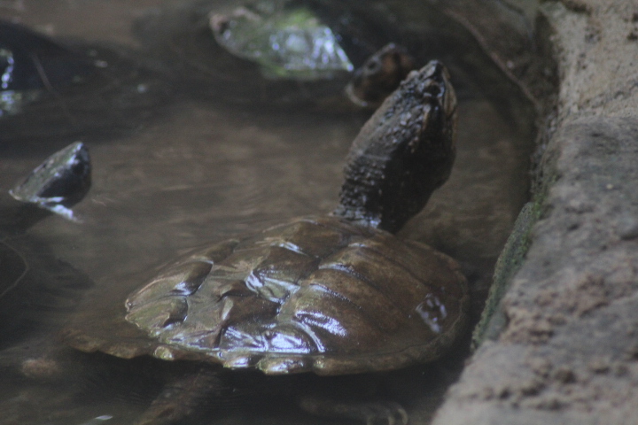 Common snapping turtle (Chelydra serpentina)