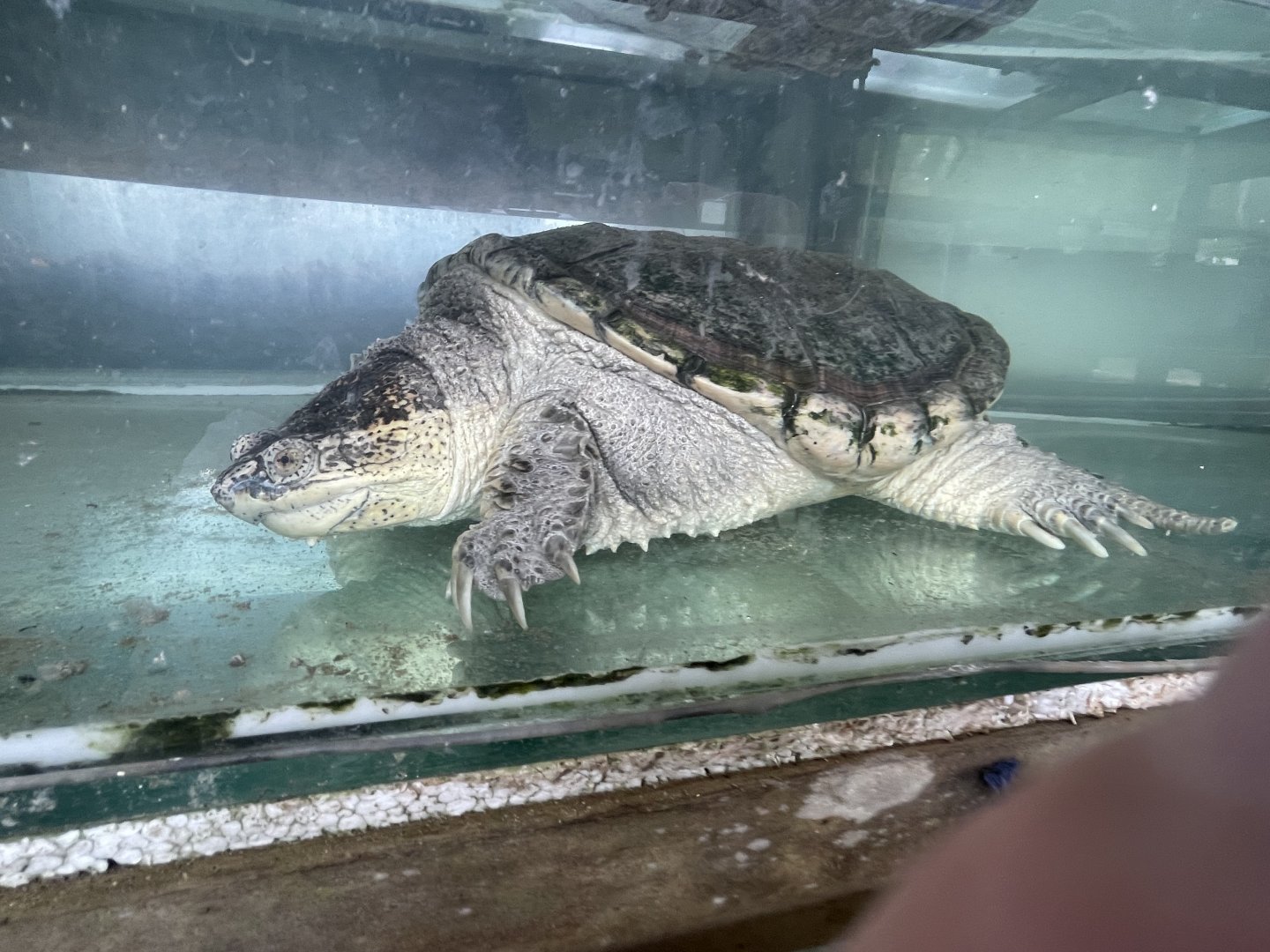 Common Snapping Turtle (Chelydra serpentina)