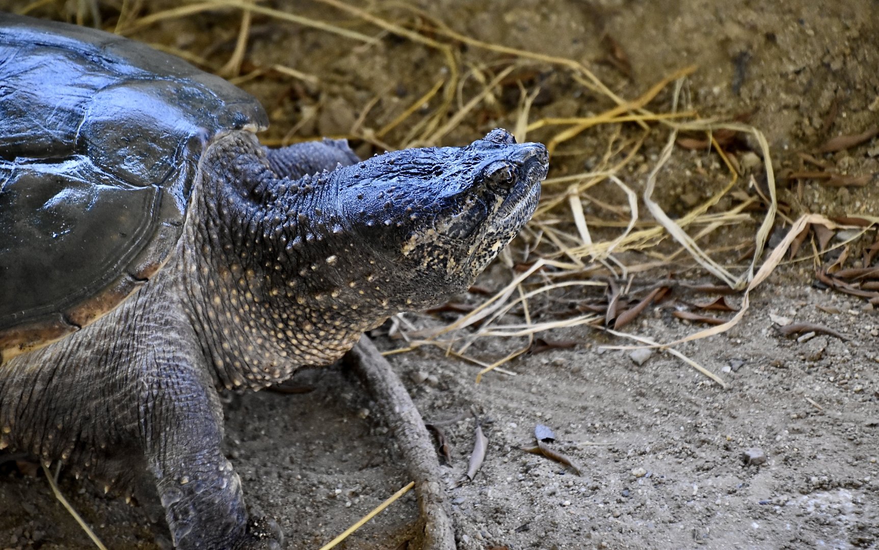 Common Snapping Turtle (Chelydra serpentina)