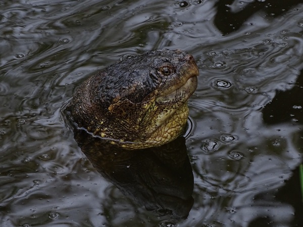 Common snapping turtle (Chelydra serpentina)