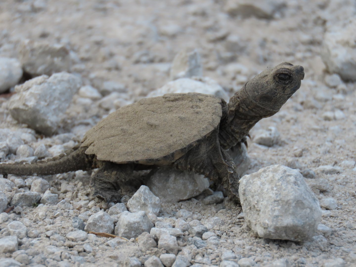 Common Snapping Turtle (Chelydra serpentina)