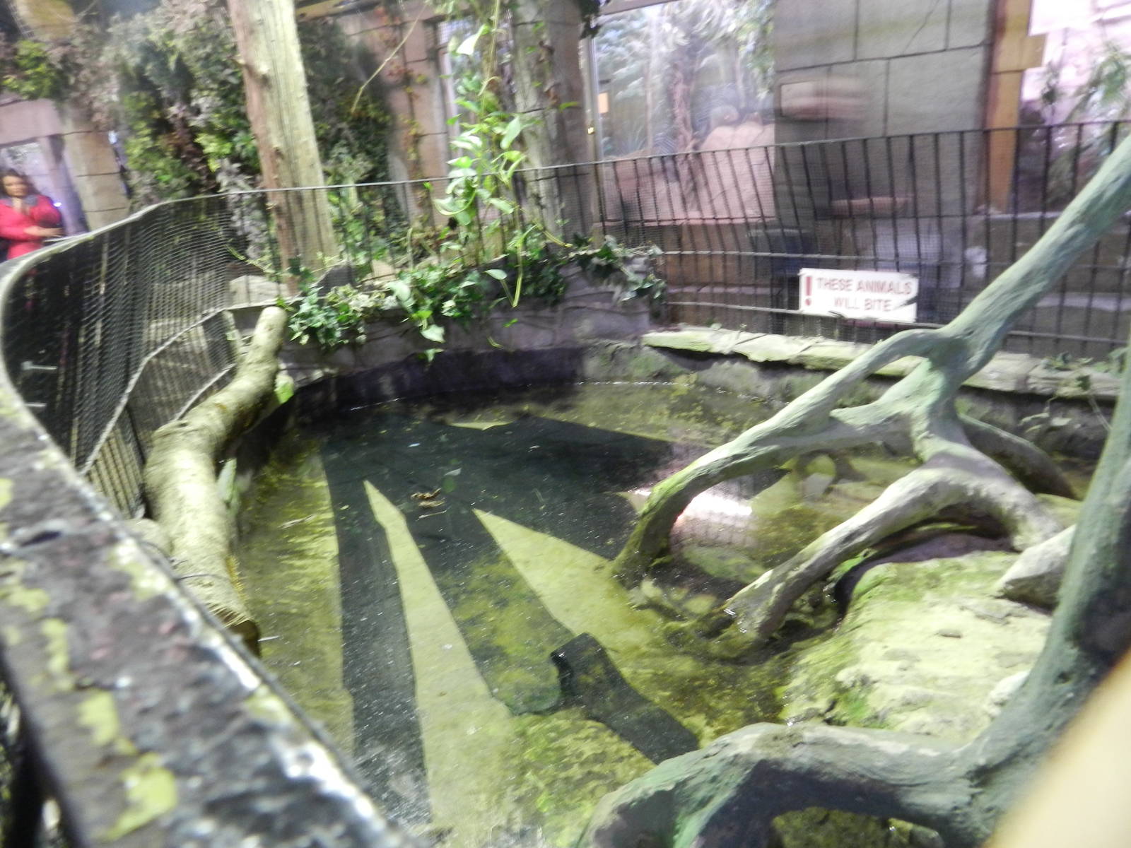 Common Snapping Turtle Exhibit at Flamingo Land - 14/10/2012