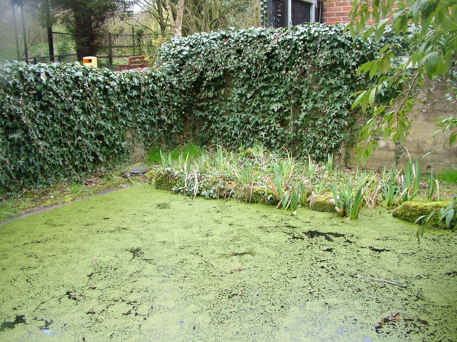 Common Snapping Turtle exhibit at Linton 05/04/10