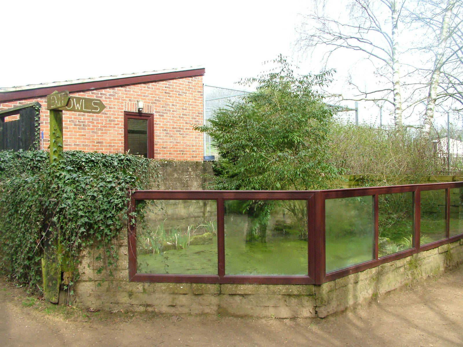 Common Snapping Turtle exhibit at Linton 05/04/10