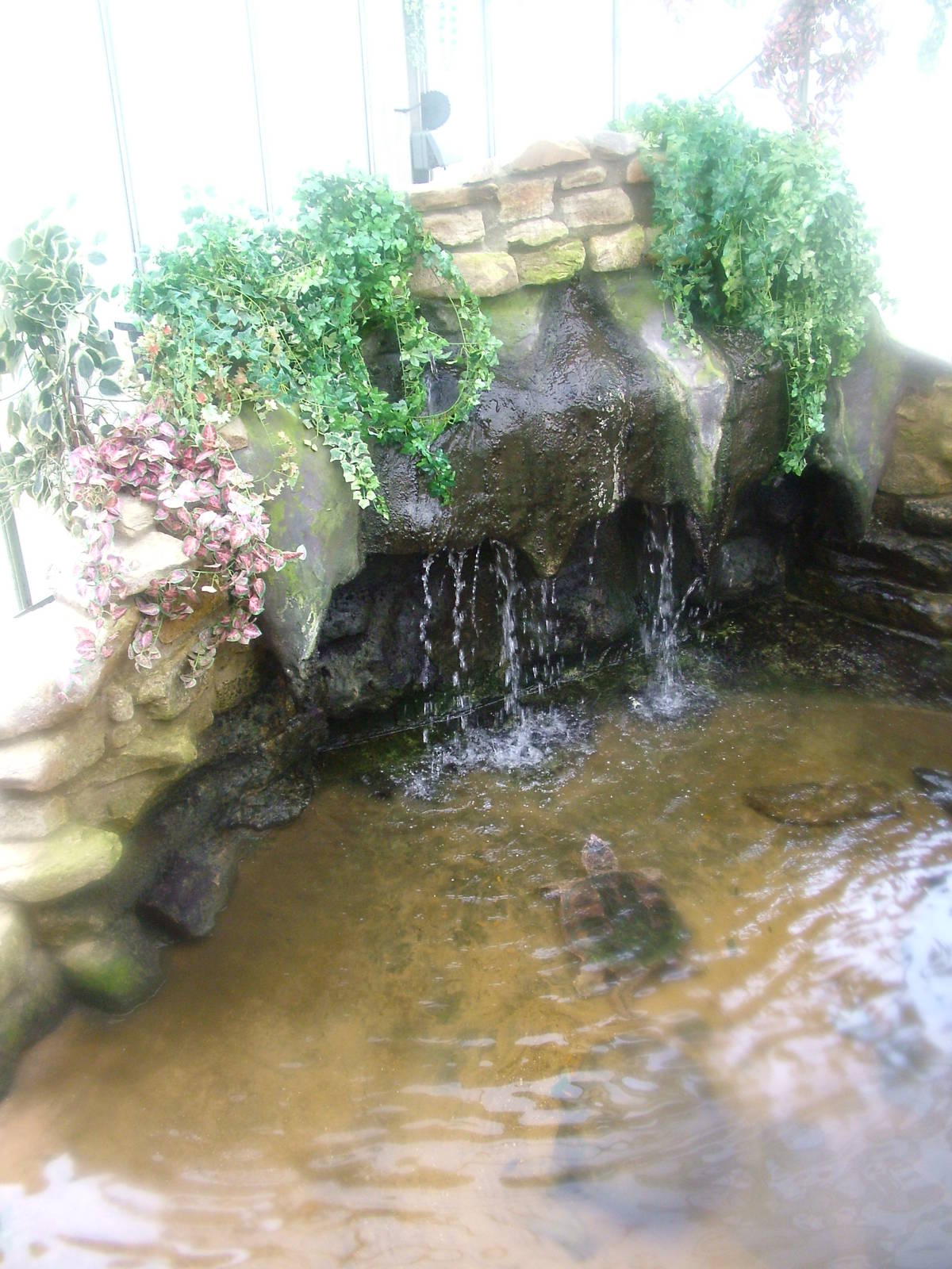 Common Snapping Turtle exhibit at Shepreth 05/04/10
