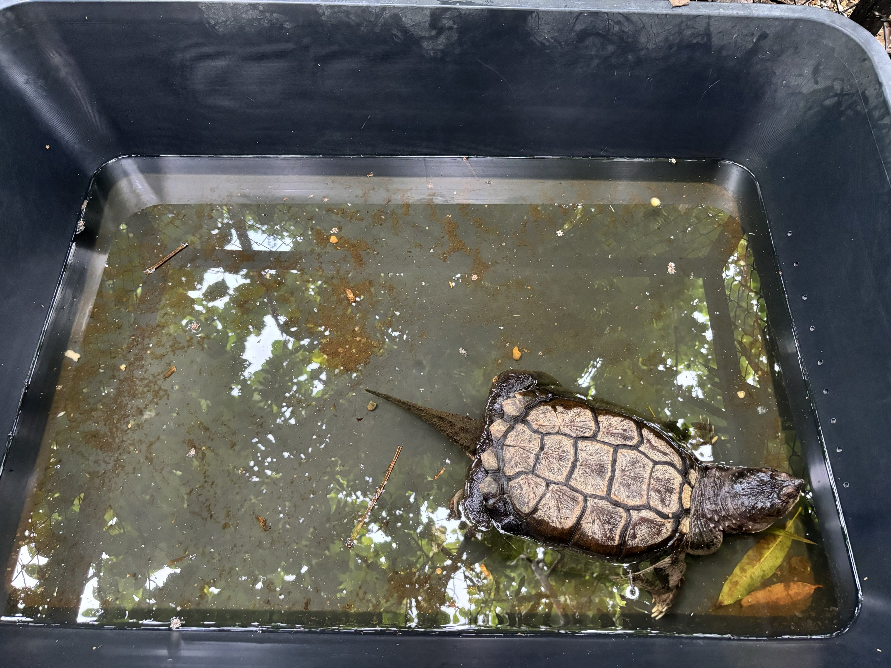 Common Snapping Turtle Exhibit - Lanna Mini Zoo