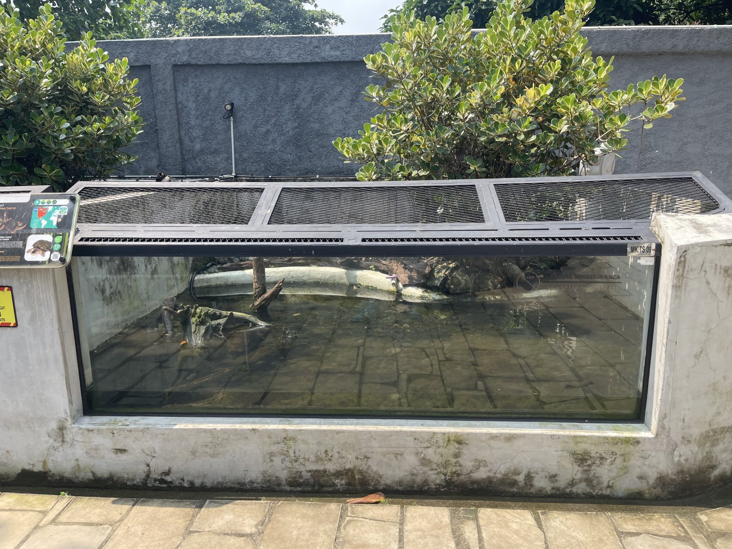 common snapping turtle exhibit - museum komodo