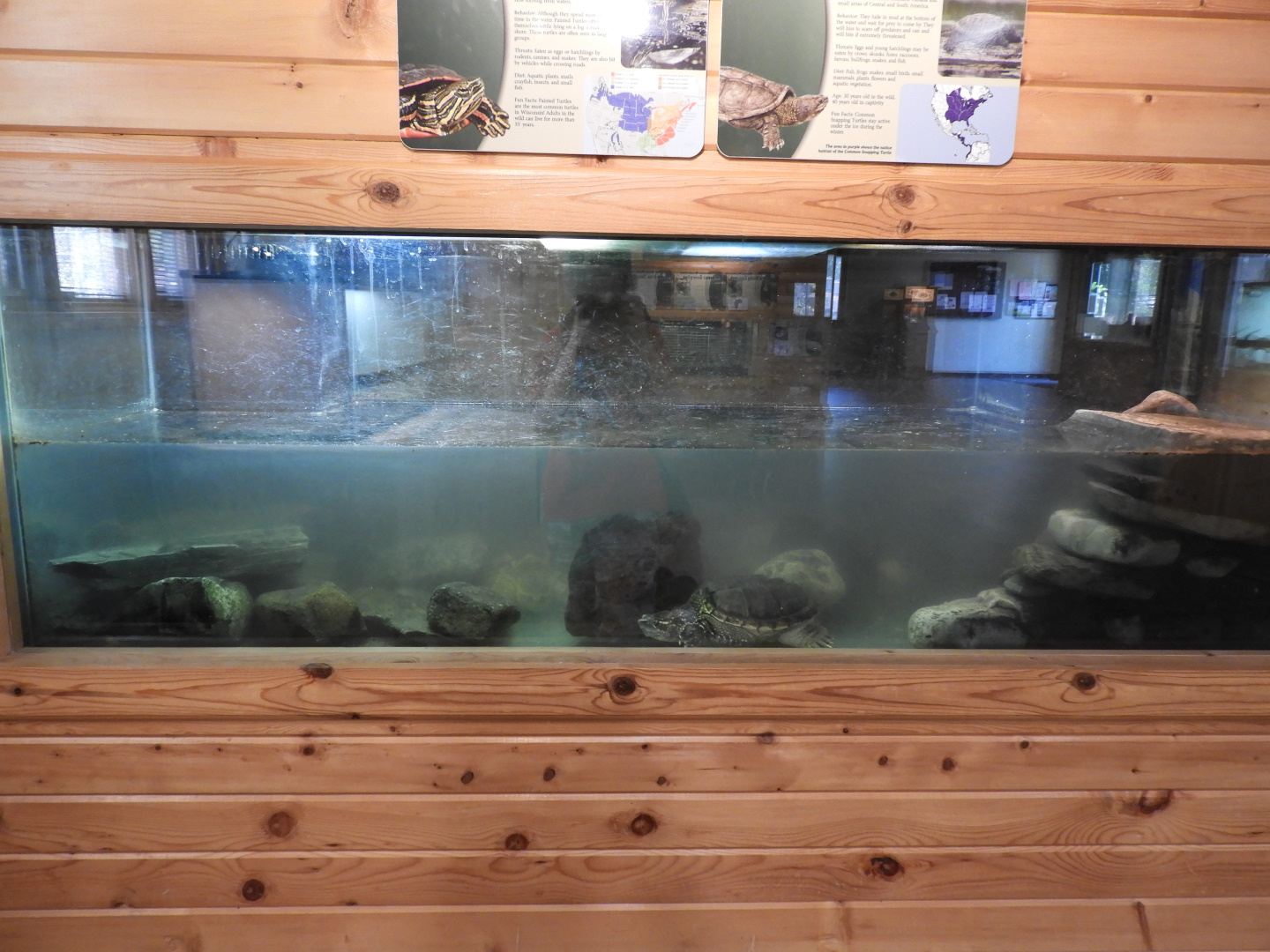 Common Snapping Turtle exhibit (New in 2017) - Education & Animal Care Building - Manitowoc Lincoln Park Zoo