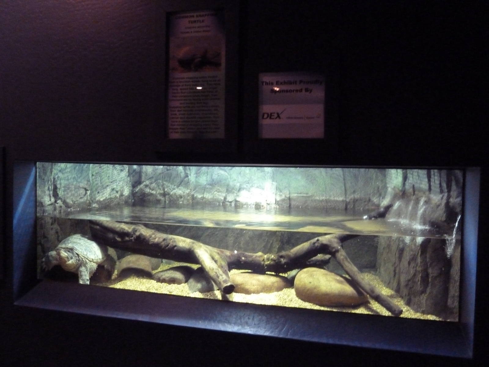Common Snapping Turtle Exhibit