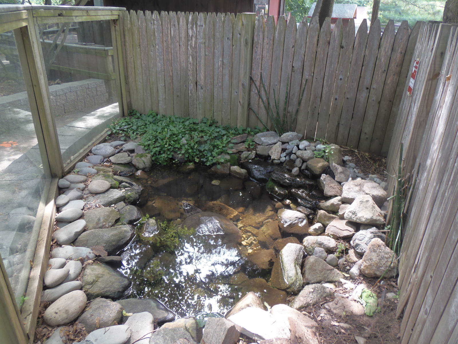 Common Snapping Turtle Exhibit