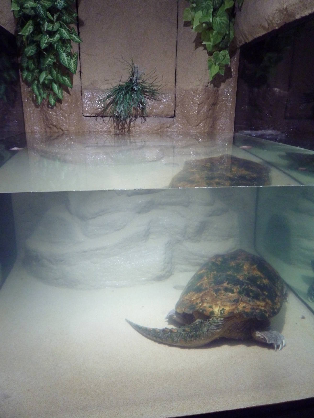 Common Snapping Turtle Exhibit