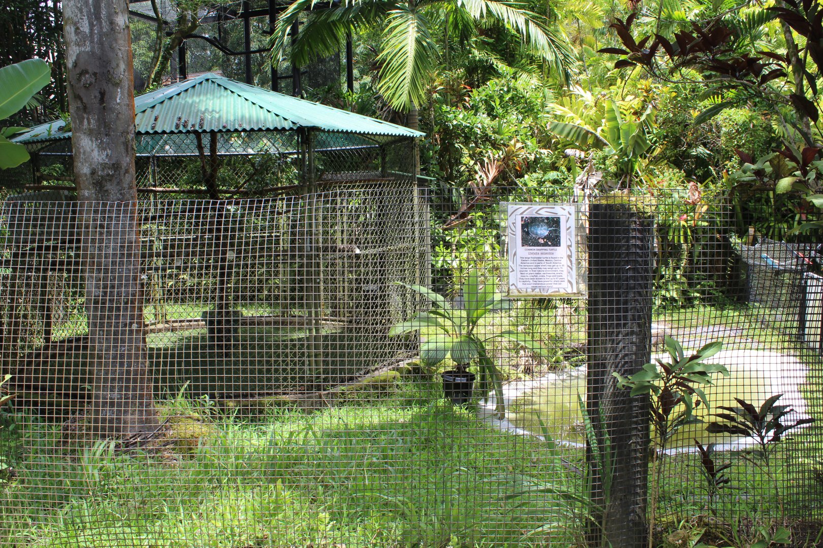 Common Snapping Turtle Exhibit