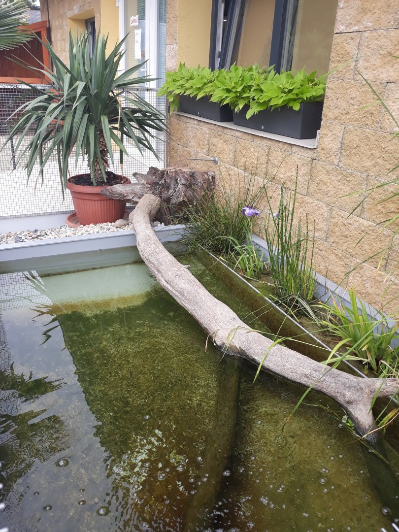 Common snapping turtle exhibit