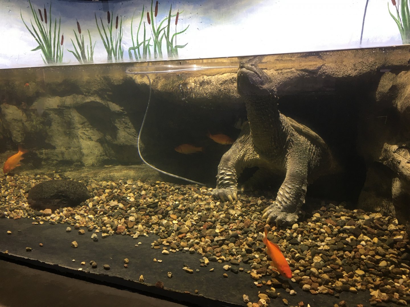 Common Snapping Turtle Exhibit