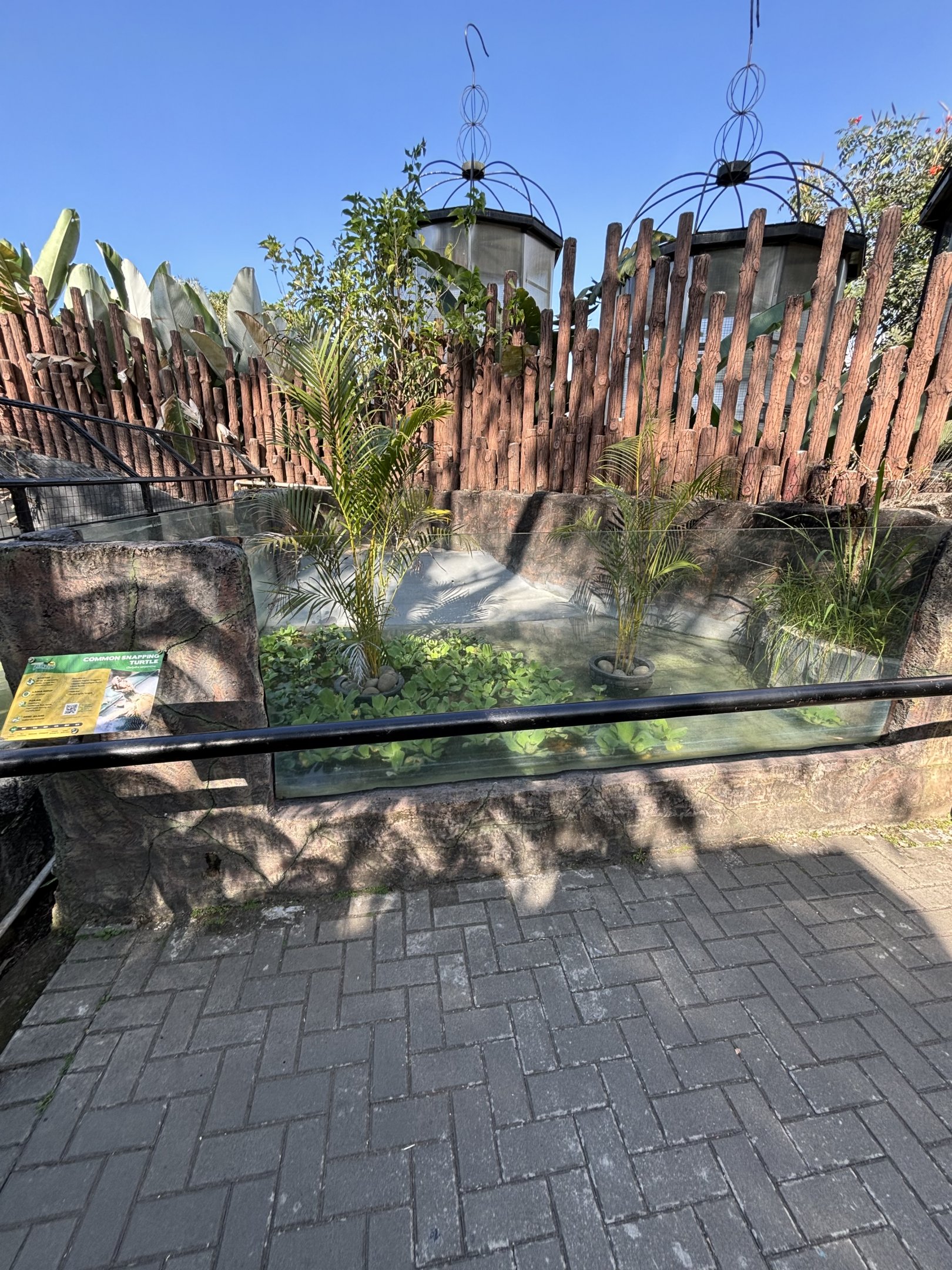 Common Snapping Turtle Exhibit