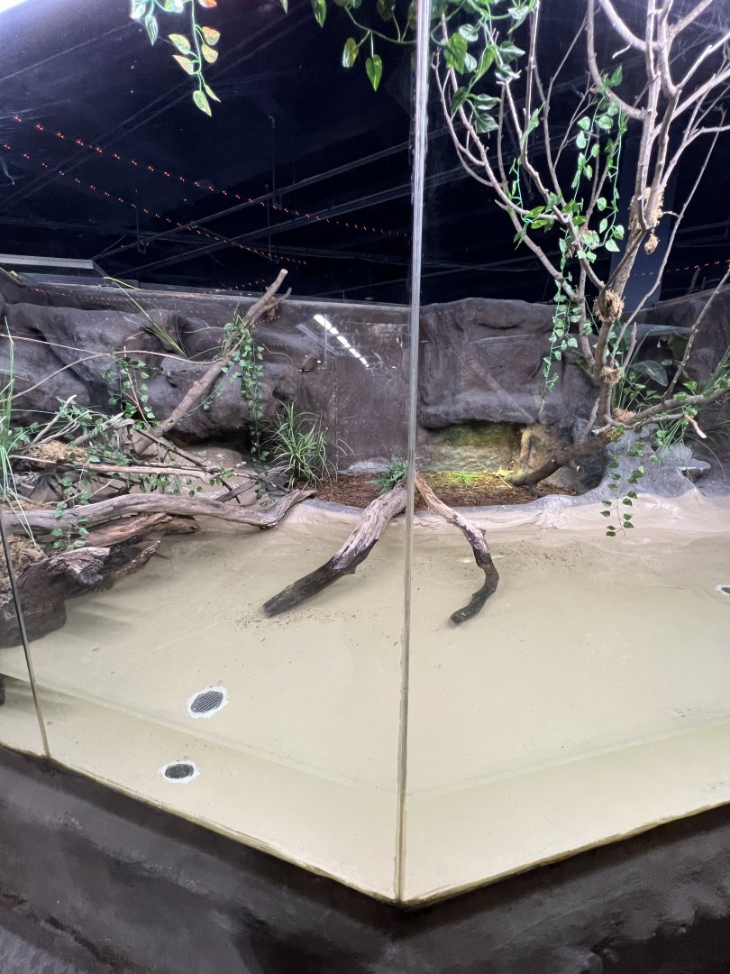 Common Snapping Turtle Exhibit