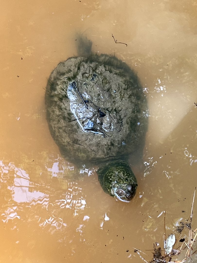 Common Snapping Turtle In the Forest Edge Pond