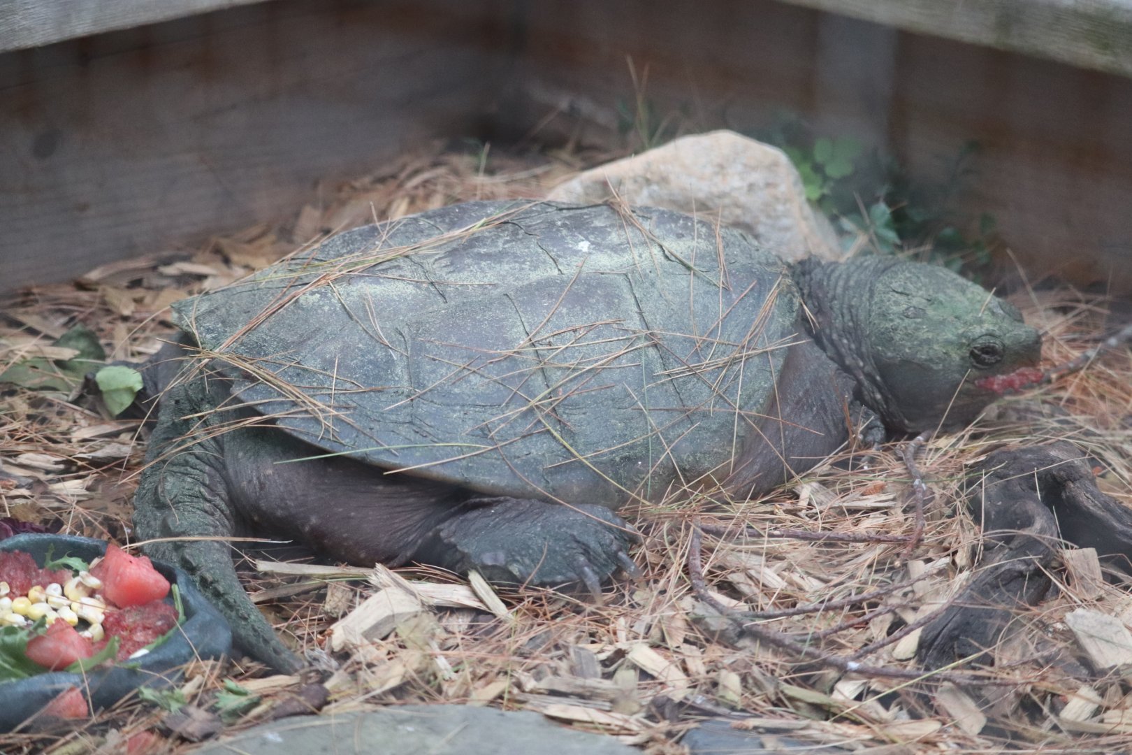 Common Snapping Turtle - Maine Wildlife Park