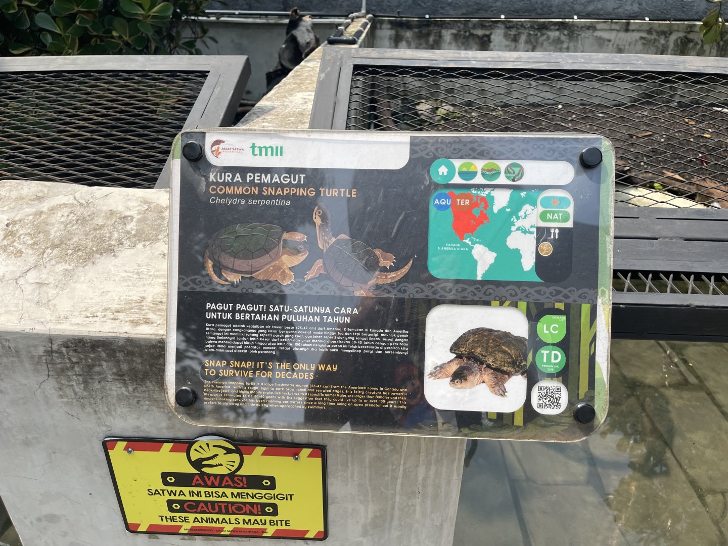 common snapping turtle signage - museum komodo