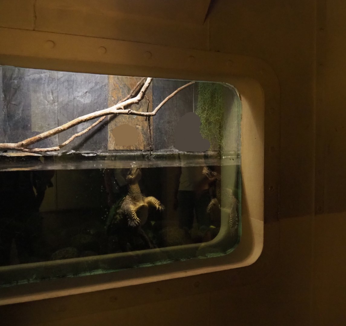 Common snapping turtle tank, 2020-09-02