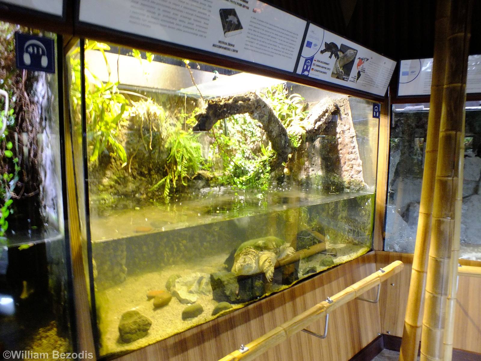 Common Snapping Turtle Tank - Gdynia Aquarium